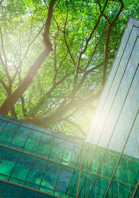 Looking up to tree canopy next to glass building