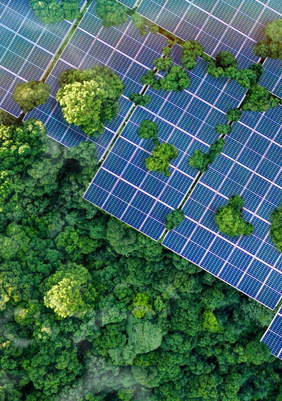 Solar panels next to plants seen from above