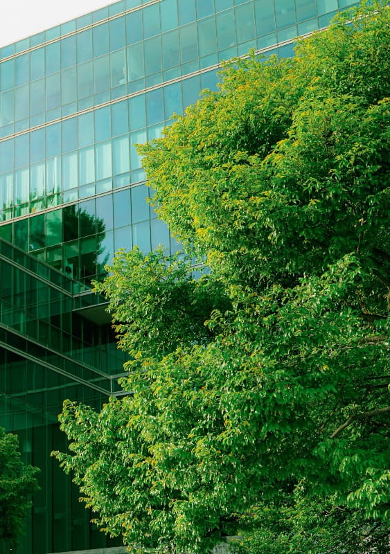 Tree in front of a glass building