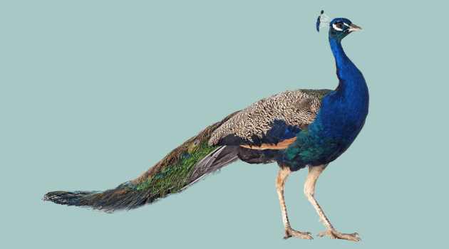 Peacock