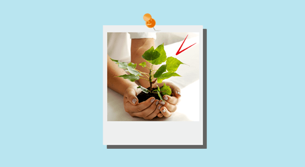 Small Practitioners Polaroid